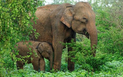 Wildlife Encounters in India & Thailand Endorsed by World Animal