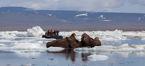 Wrangel Island: Polar Bear Maternity Ward & More | World Expediti
