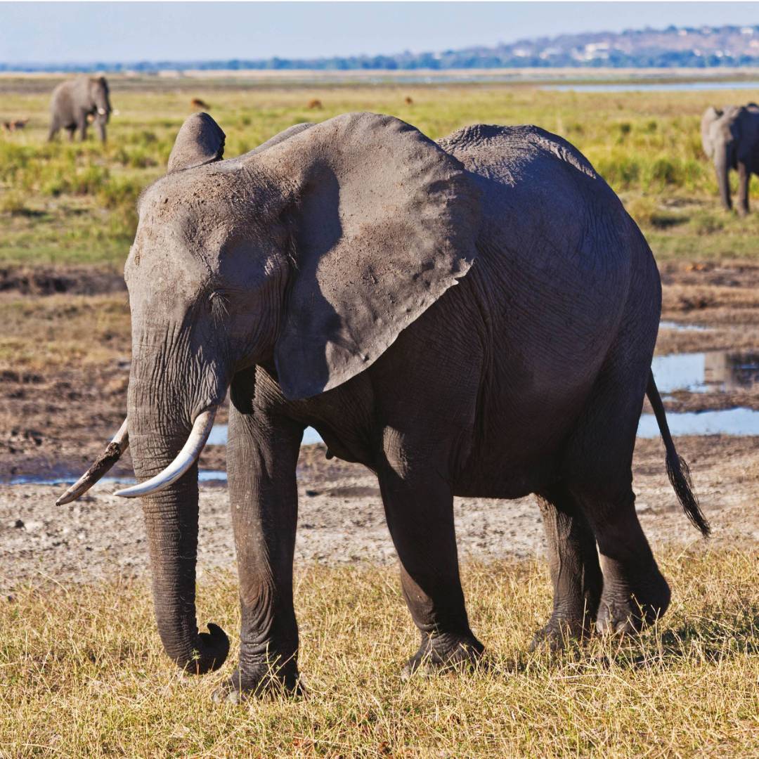 Botswana Delta & Wildlife Explorer | Botswana Wildlife Adventure ...