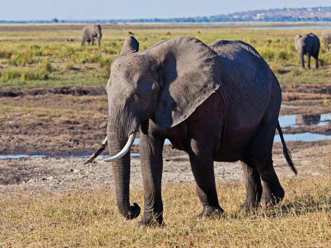 Big Elephant on the bank of the Chobe River |  <i>Peter Walton</i>