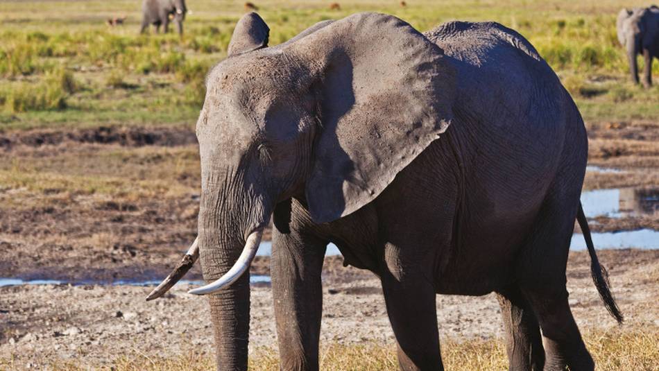 Big Elephant on the bank of the Chobe River | Peter Walton