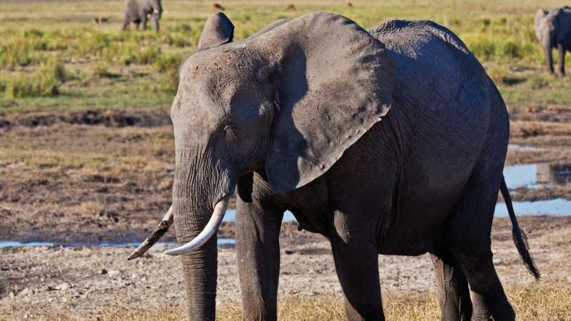 Big Elephant on the bank of the Chobe River | Peter Walton