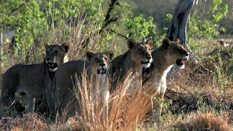 A pride of lioness in the Okavango Delta | Chris Buykx