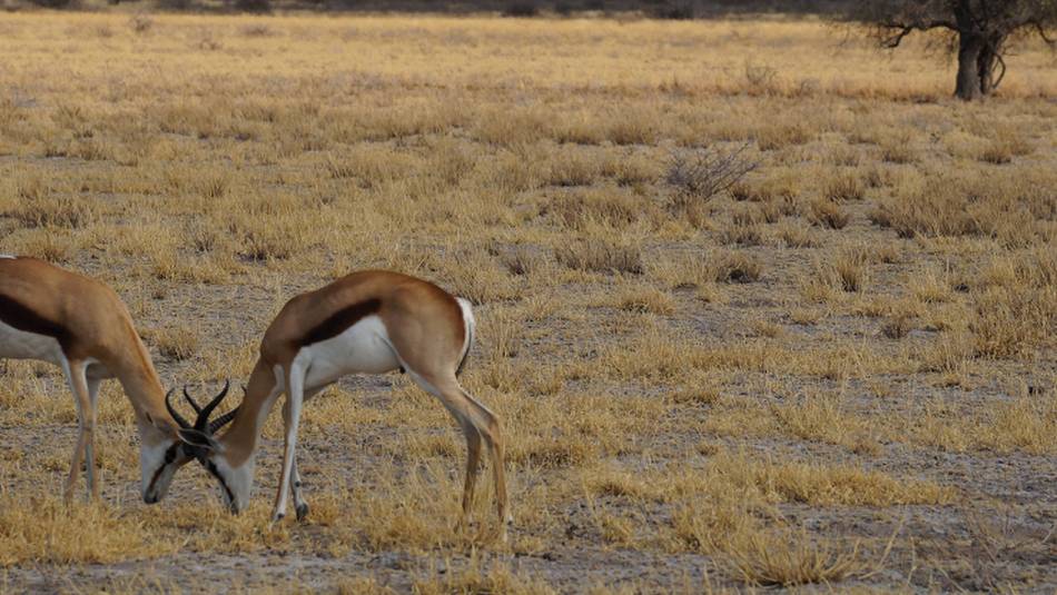 Local Gazelles in the open grasslands of Central Kalahari Game Reserve | Ashley Hewson