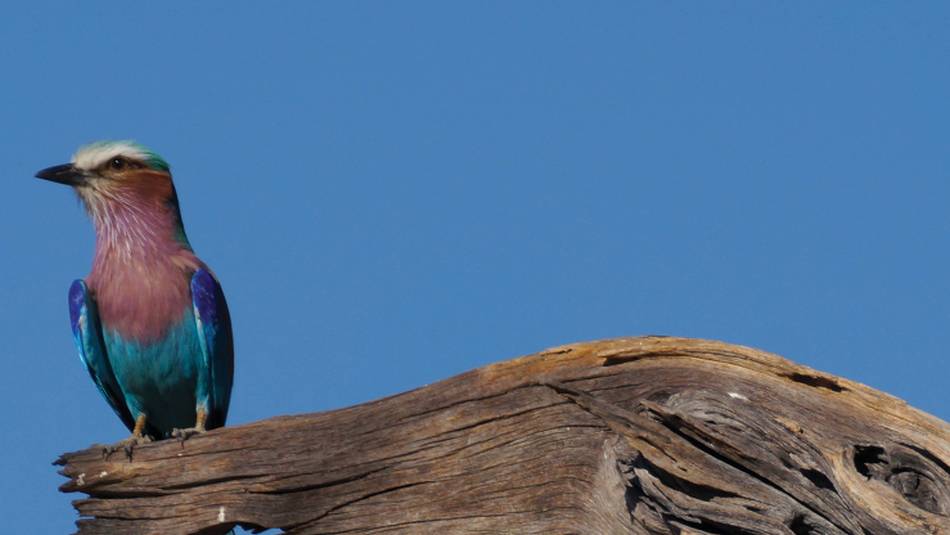 A Lilac-breasted roller scouts the area for food | Ashley Hewson