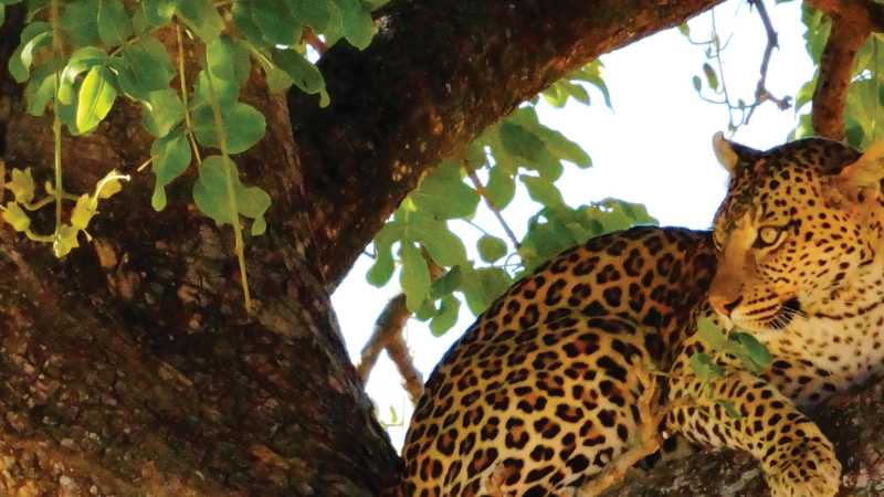 Trees offer shade and high ground for local Leopards | Ashley Hewson