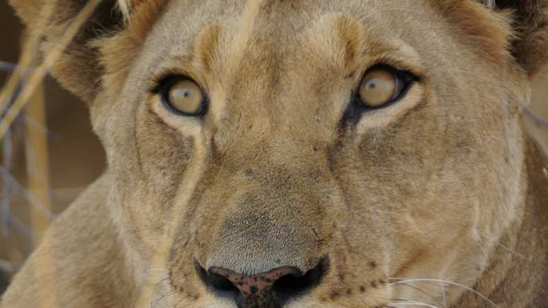 Up close and personal with Lions on the Central Kalahari Game Reserve | Ashley Hewson