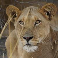 Up close and personal with Lions on the Central Kalahari Game Reserve |  <i>Ashley Hewson</i>