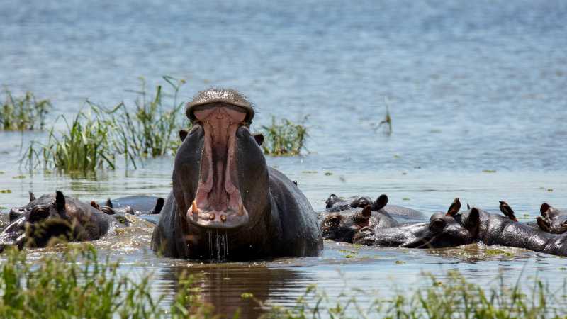 Catching a hippo yawning on a game reserve