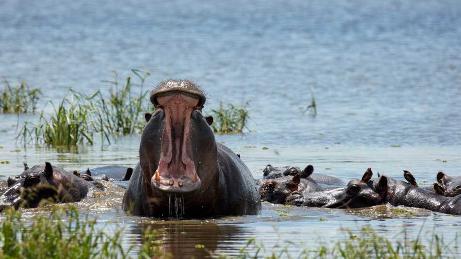 Catching a hippo yawning on a game reserve