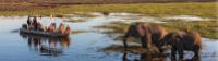 Wildlife viewing in Chobe River |  <i>Peter Walton</i>