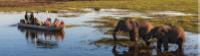 Wildlife viewing in Chobe River -  Photo: Peter Walton