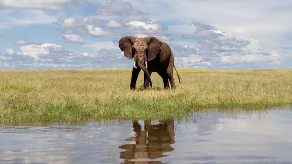 While drifting along your the lake take advantage of the wide variety of animals who come down for a drink
