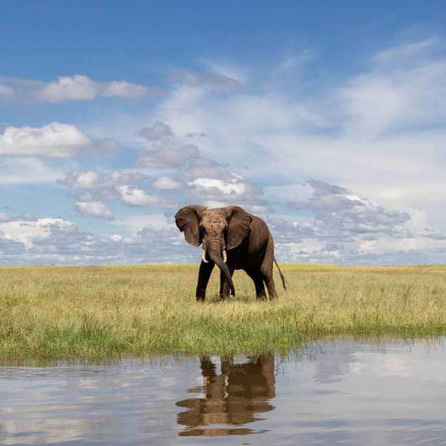 While drifting along your the lake take advantage of the wide variety of animals who come down for a drink