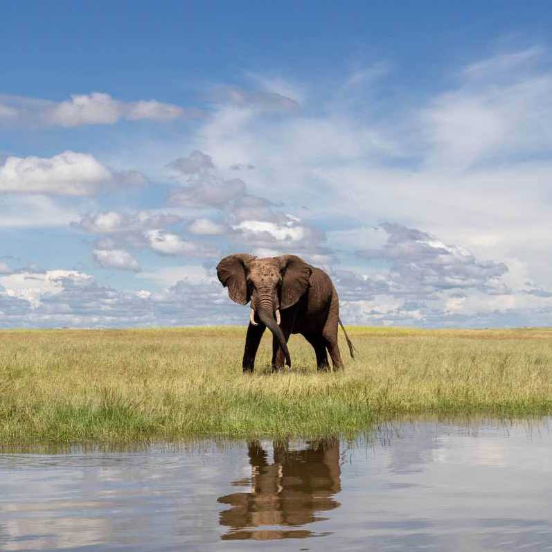 While drifting along your the lake take advantage of the wide variety of animals who come down for a drink