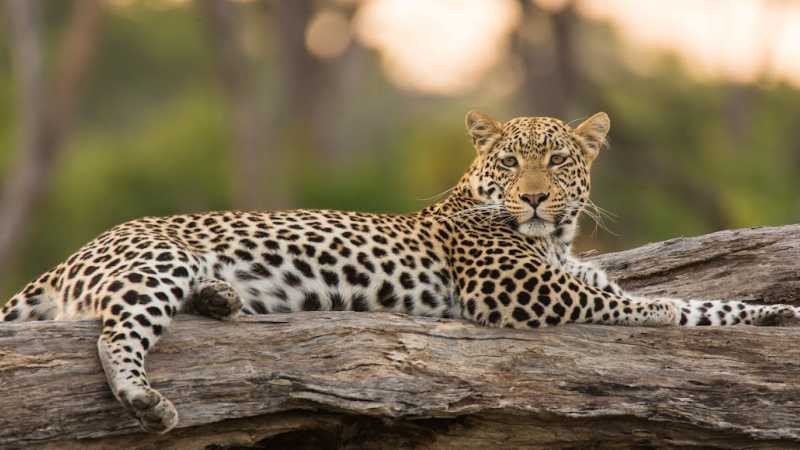Keep watch for elusive wildlife as you explore diverse and wildlife-rich environments