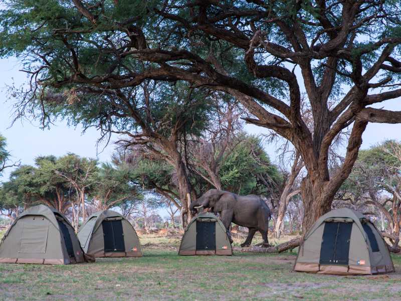 Botswana Wilderness Camping
In the heart of the wilderness, encounters with wildlife can happen right from your campsite.