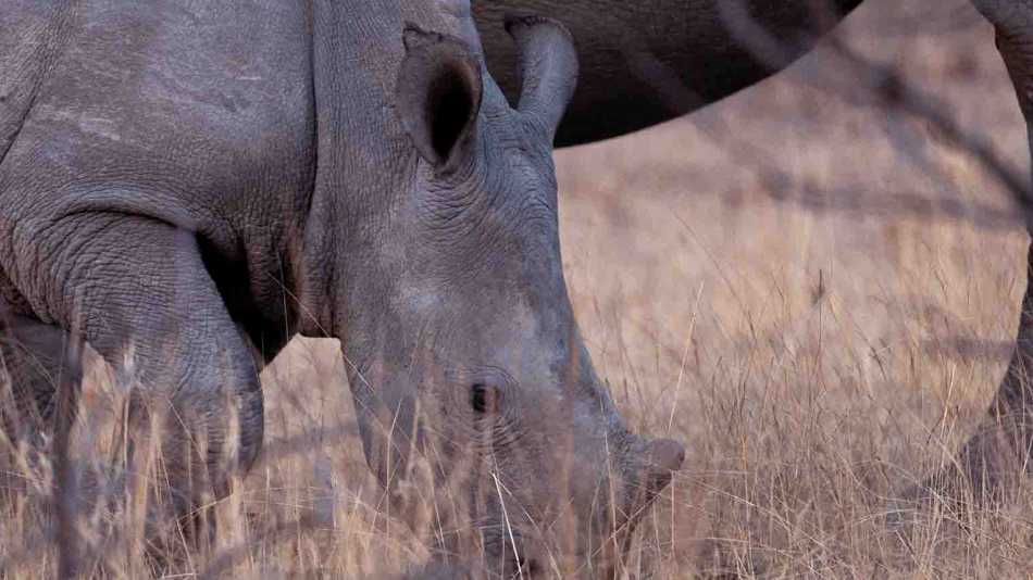 These gentle giants prefer to roam and eat at their leisure
