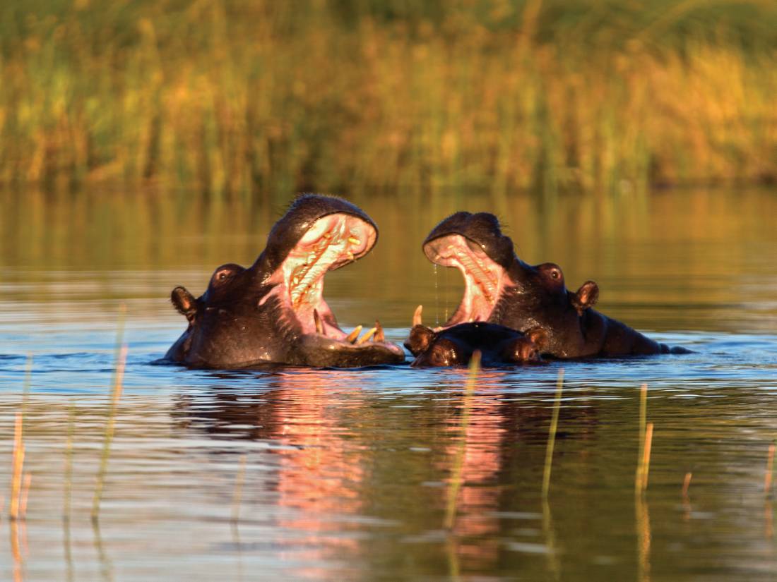 Two hippos playing around in the water of the Okavango River |  <i>Peter Walton</i>