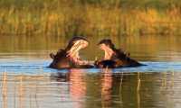 Two hippos playing around in the water of the Okavango River |  Peter Walton