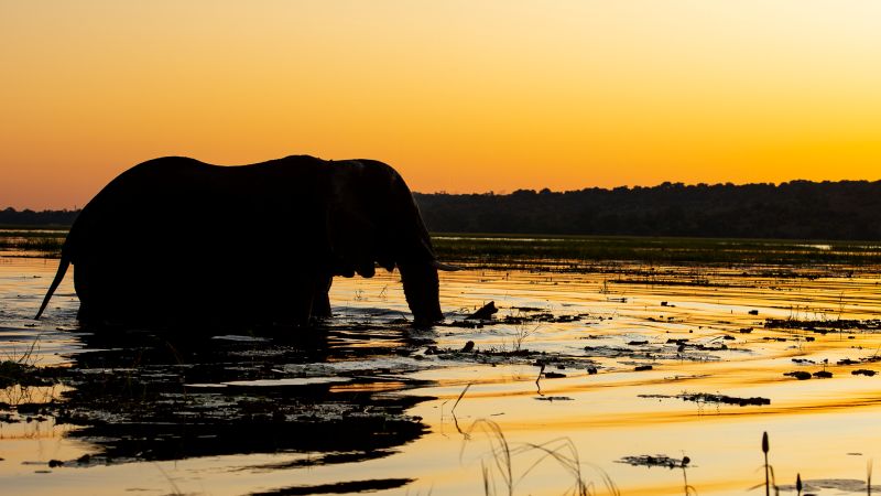 Chobe River safari, elephant wading through floodplain at sunset, Botswana - Namibia and Botswana Explorer, Zambia