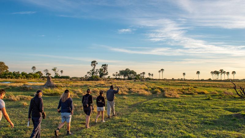 Okavango Delta walking safari, group crossing grassland in golden light - Wild Botswana, South Africa