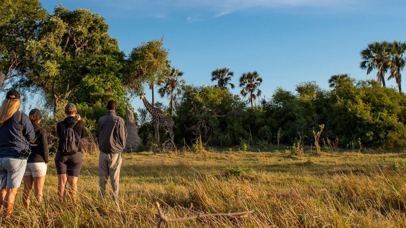 Walking safari in the Okavango Delta, watching a giraffe among palms - Namibia and Botswana Explorer, Zambia