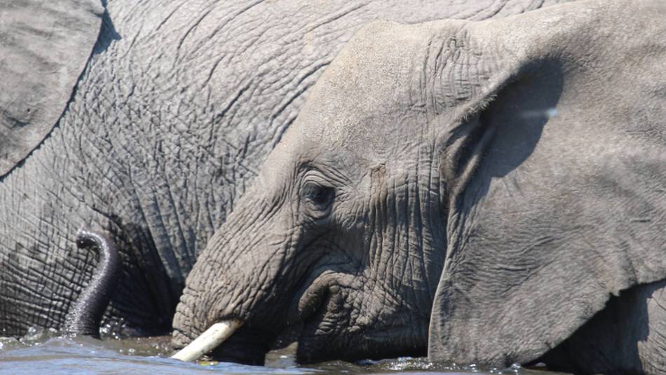 Elephants enjoy a dip in the Okavango Delta | Jez Hollinshead