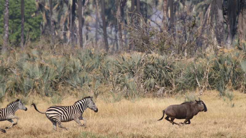 A predator startles its prey | Jez Hollinshead