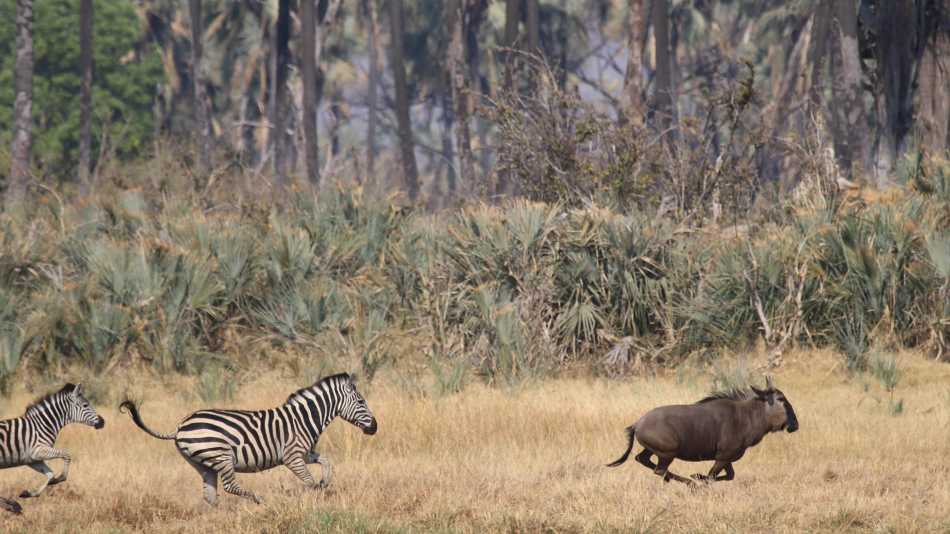 A predator startles its prey | Jez Hollinshead