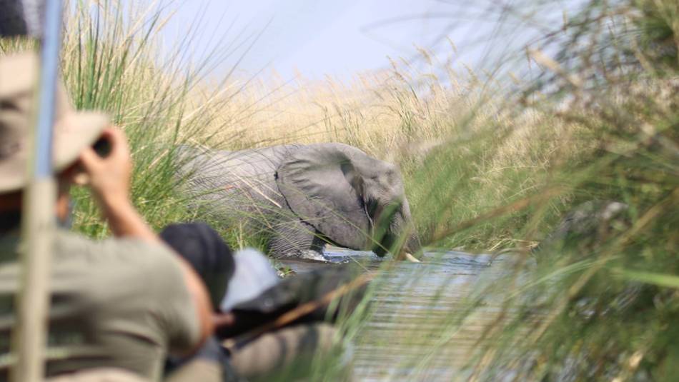 Elephants enjoy a dip in the Okavango Delta | Jez Hollinshead