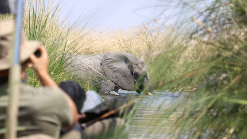 Elephants enjoy a dip in the Okavango Delta | Jez Hollinshead
