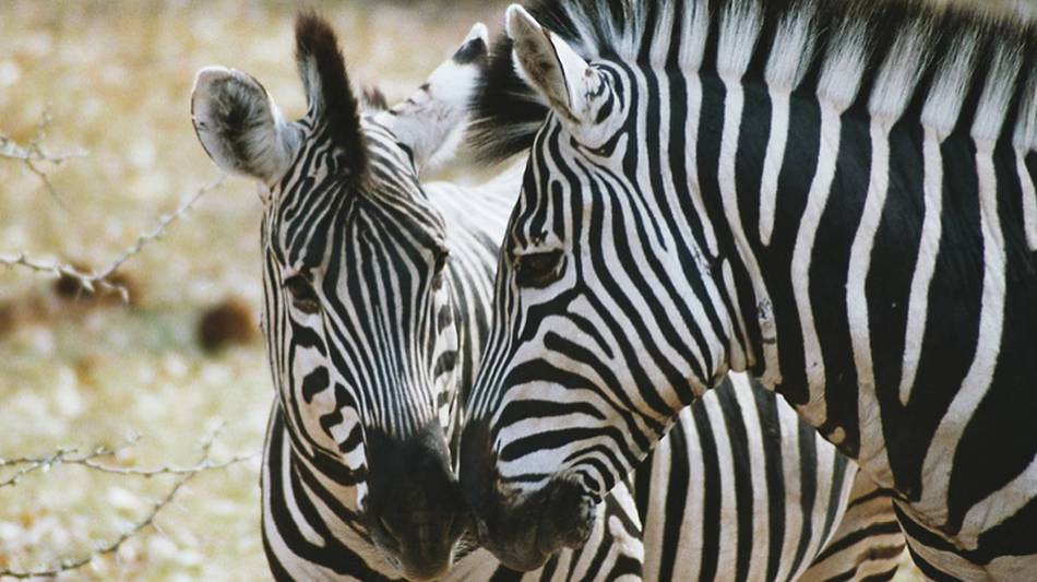Zebras kissing | Chris Buykx
