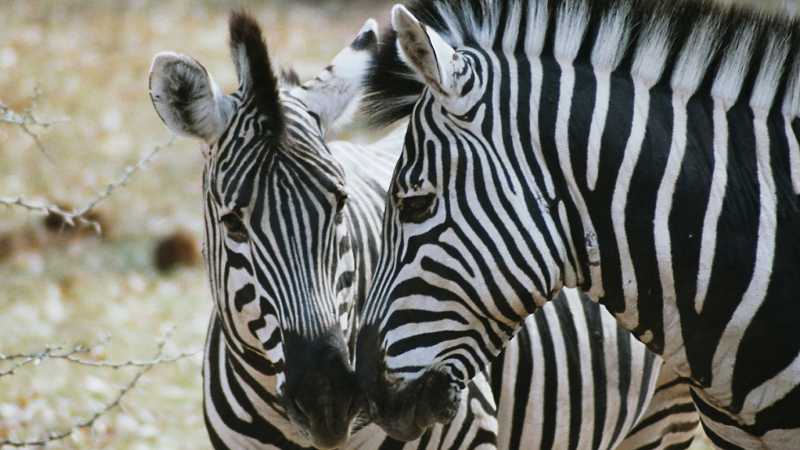 Zebras kissing | Chris Buykx