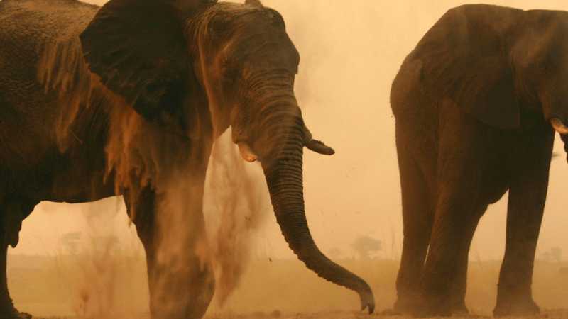 Experience elephant herds in the wild landscapes of Chobe
