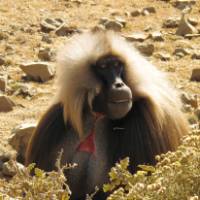 Gelada in the Simien Mountains | Fiona Windon