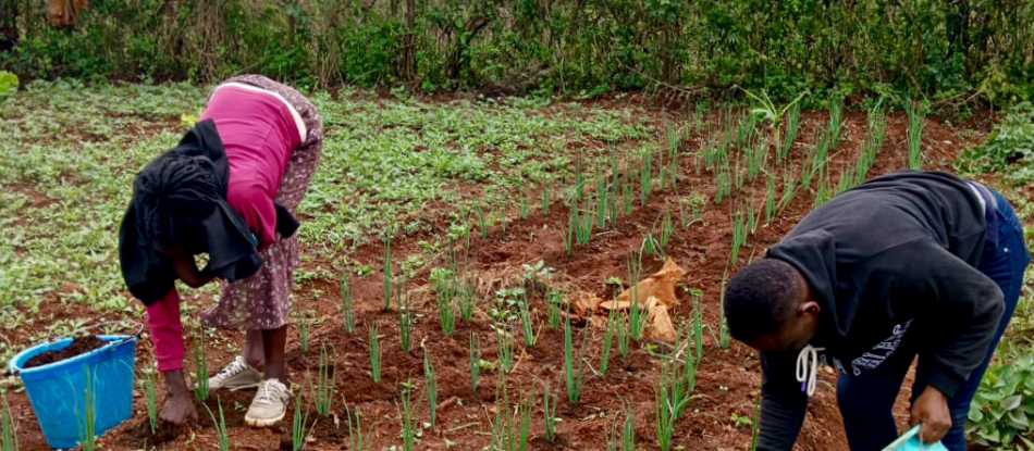 Establishing a half-acre model demonstration farm in Kenya | Climate Technology and Knowledge Hub