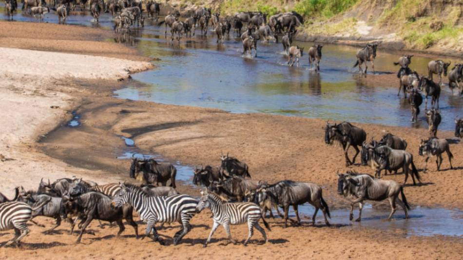 A big group of wildebeests crossing a small river in the African savannah