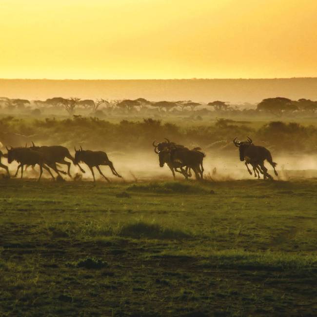 The wildebeest run from a hyena as the sun rises over the savannah | David Lazar
