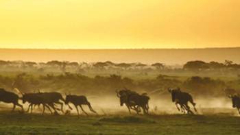 The wildebeest run from a hyena as the sun rises over the savannah