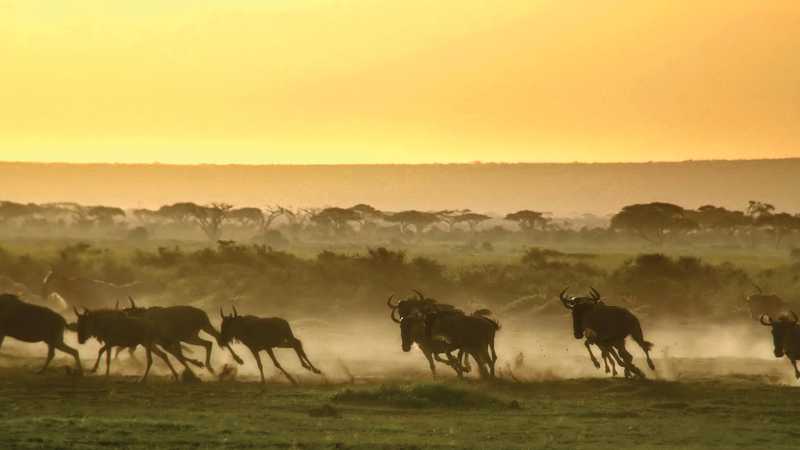 The wildebeest run from a hyena as the sun rises over the savannah | David Lazar