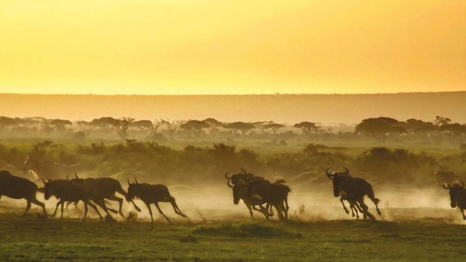 The wildebeest run from a hyena as the sun rises over the savannah | David Lazar