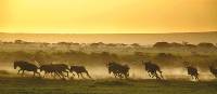 The wildebeest run from a hyena as the sun rises over the savannah | David Lazar