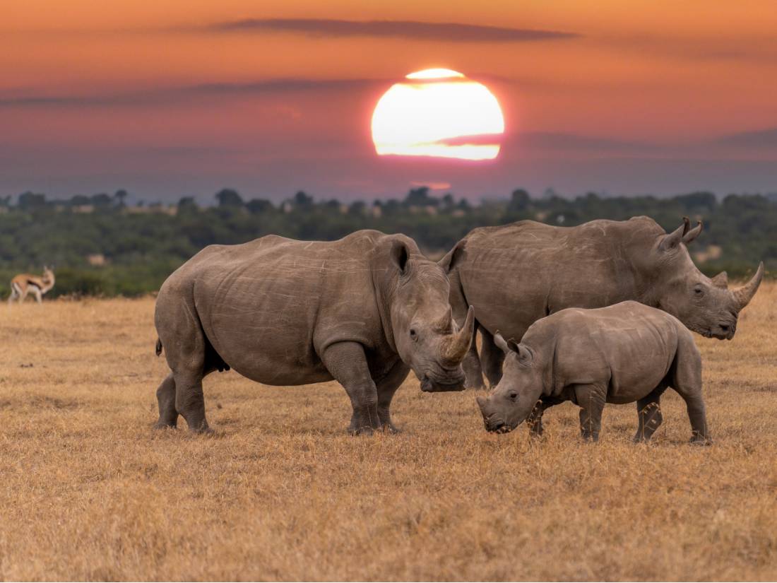 Observe the gentle rhinoceros on a wildlife safari
