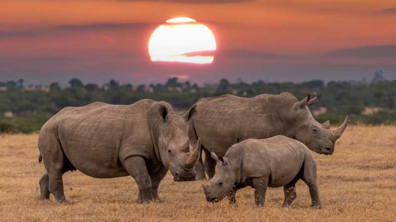 Observe the gentle rhinoceros on a wildlife safari