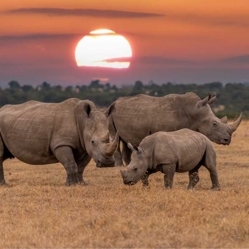 Observe the gentle rhinoceros on a wildlife safari