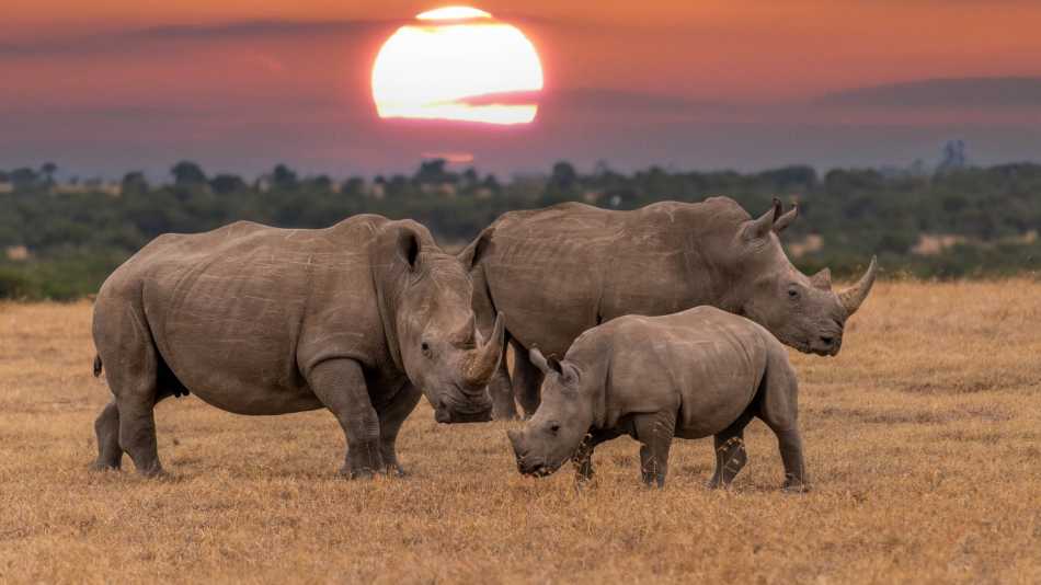 Observe the gentle rhinoceros on a wildlife safari