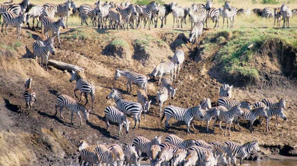 During the great migration, herds of Zebra approach the Mara River to drink |  <i>Chris Buykx</i>