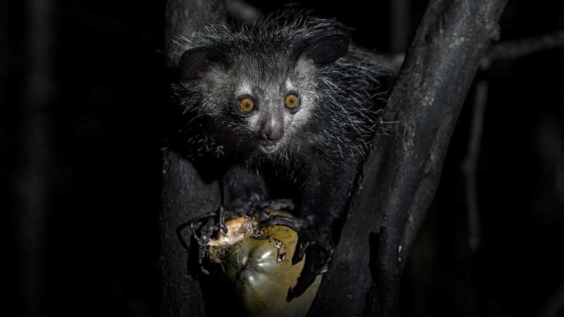 Join a guided night walk in search of the elusive aye-aye, one of Madagascar's rarest endemic mammals