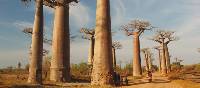Huge baobab trees | Chris Buykx